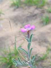 Malcolmia littorea