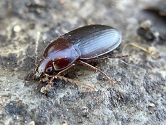 Calathus ruficollis