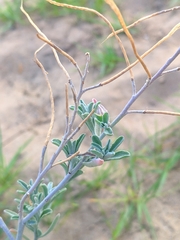 Malcolmia littorea
