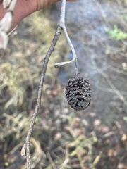 Alnus maritima