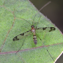 Macrocera