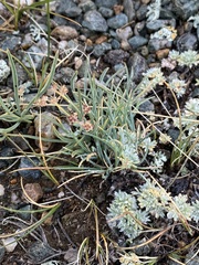 Bupleurum bicaule