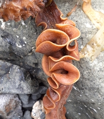 Saccorhiza polyschides