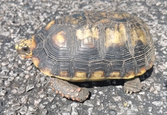 Chelonoidis carbonarius