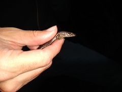 Oligosoma lichenigerum