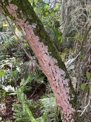 Herpothallon rubrocinctum