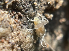 Ceuthophilus californianus