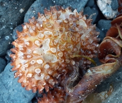 Saccorhiza polyschides