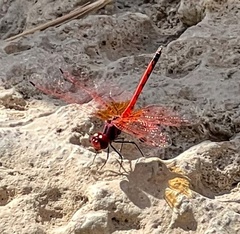 Trithemis arteriosa