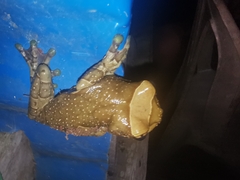 Trachycephalus resinifictrix