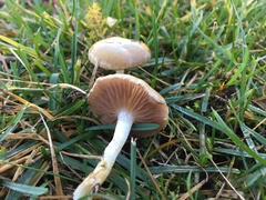 Agrocybe vervacti