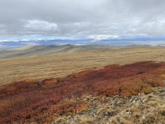 Gentianaceae