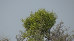 Phoradendron bolleanum