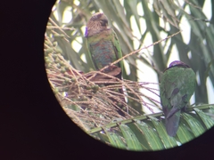 Deroptyus accipitrinus