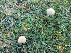 Agrocybe vervacti