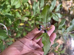 Ligustrum obtusifolium