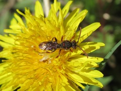Nomada moeschleri