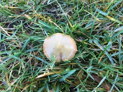 Agrocybe vervacti