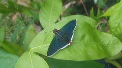 Elbella scylla