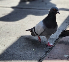 Columba livia domestica