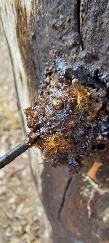 Frieseomelitta varia
