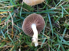 Agrocybe vervacti