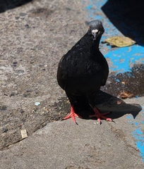 Columba livia domestica