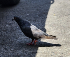 Columba livia domestica