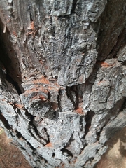 Ips grandicollis