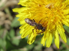 Nomada moeschleri