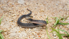 Crotaphopeltis hotamboeia