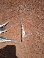Exocoetidae