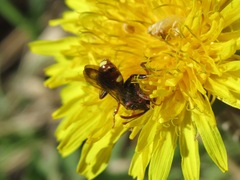 Nomada moeschleri