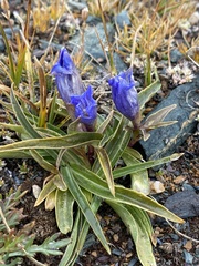 Gentiana decumbens