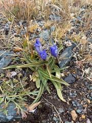 Gentiana decumbens