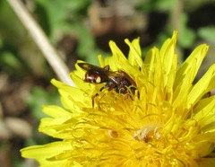 Nomada moeschleri