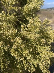Baccharis sarothroides × pilularis