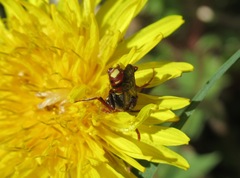 Nomada moeschleri