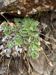 Potentilla nivea