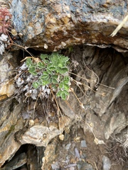 Potentilla nivea