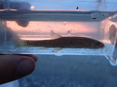 Triplophysa