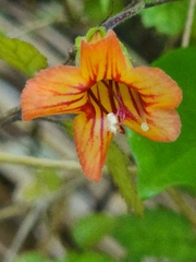 Rhabdothamnus solandri