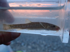 Triplophysa