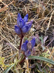 Gentiana decumbens