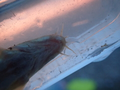 Triplophysa