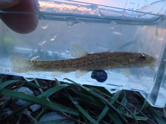 Triplophysa