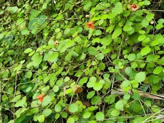 Rhabdothamnus solandri