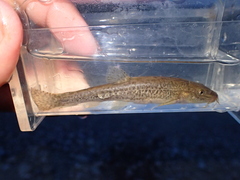 Triplophysa