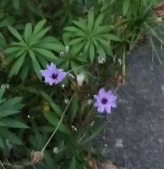 Dimorphotheca ecklonis