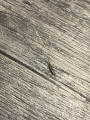Ctenolepisma lineatum